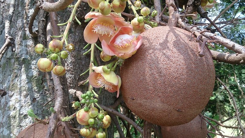 Плоды Сouroupita guianensis действительно напоминают пушечные ядра. Фото: Mokkie