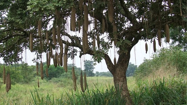Колбасные деревья в изобилии растут в Африке, но в Азии они являются редкостью. Фото: Dror Feitelson