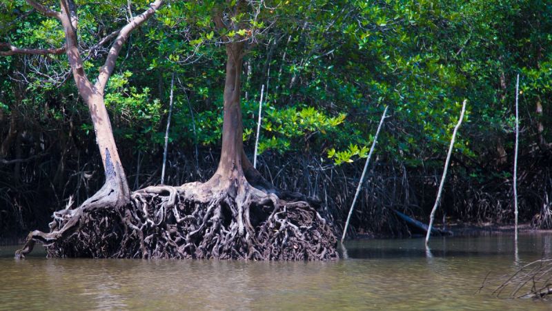Леса на воде: Мангровые заросли восточного побережья Пхукета