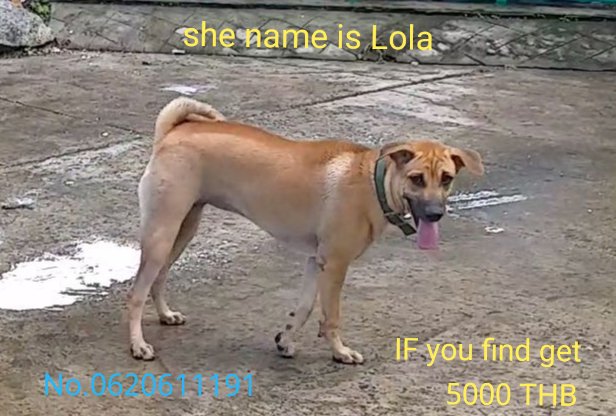 Lost dog in the Patong area.