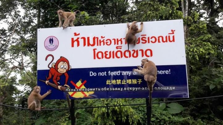 Фото: Nature and Wildlife Education Centre, Khao Phra Thaew