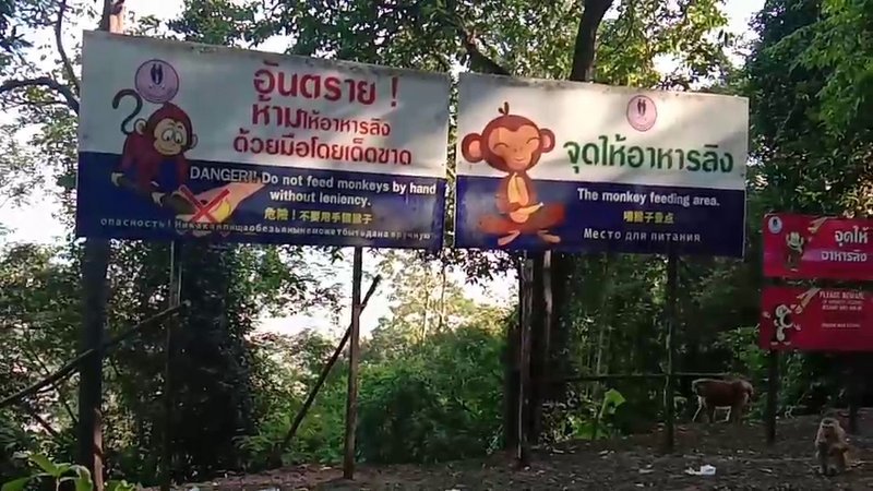 Несмотря на предупреждающие знаки, туристы регулярно нарушают правила безопасного общения с обезьянами. Фото: Иккапоп Тхонгтуб