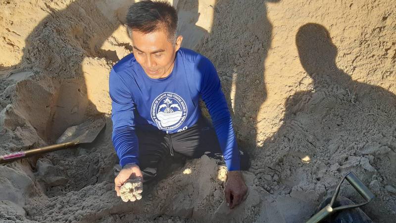 На пляже На-Як нашли разоренную кладку черепашьих яиц. Фото: DMCR