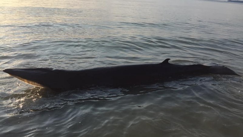 Мертвого детеныша кита Омуры вынесло к побережью острова Ланта. Фото: DMCR
