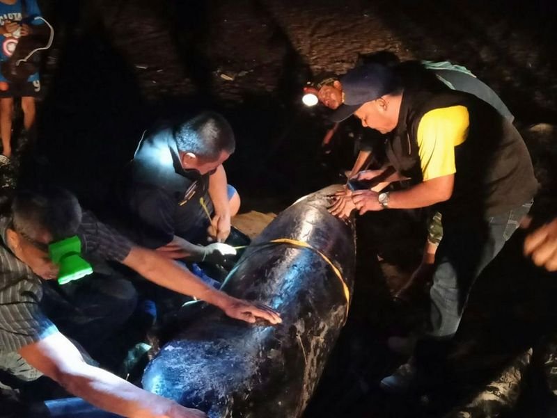 Мертвого детеныша кита Омуры вынесло к побережью острова Ланта. Фото: DMCR