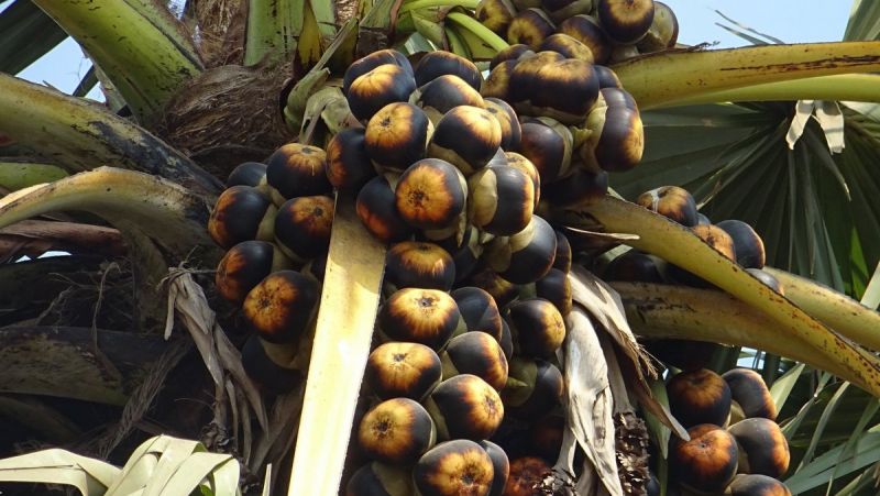 Сахарная пальма. Фото: Amila Tennakoon