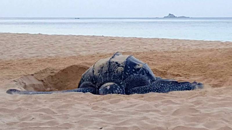Морская черепаха отложила яйца на пляже Найтон. Фото: Thanapong Kuenun