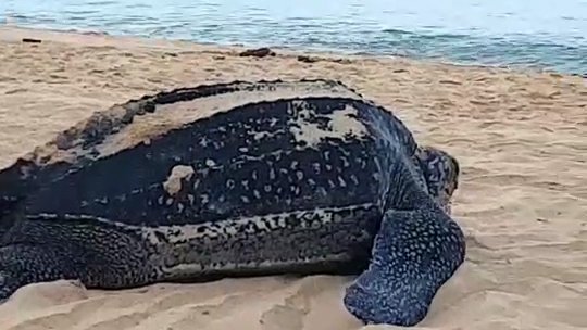 Морская черепаха отложила яйца на пляже Найтон. Фото: Thanapong Kuenun