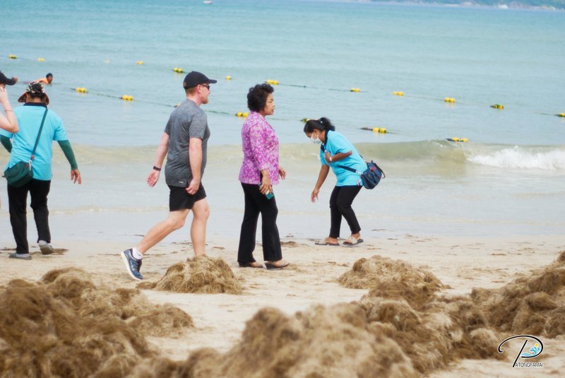 На пляж в Патонге вынесло бурые морские водоросли. Фото: Муниципалитет Патонга