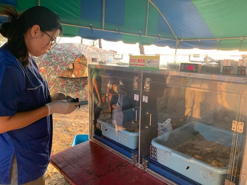 В провинции Пханг-Нга вылупилась новая партия маленьких черепашек. Фото: DMCR