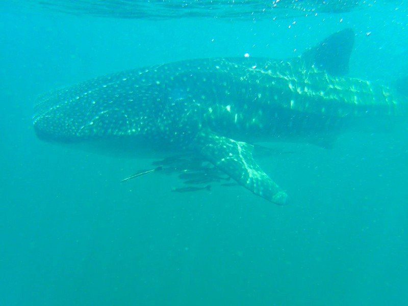 Четырехметровую китовую акулу сфотографировали у берегов Ланты. Фото: DNP