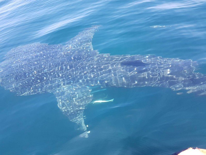 Четырехметровую китовую акулу сфотографировали у берегов Ланты. Фото: DNP