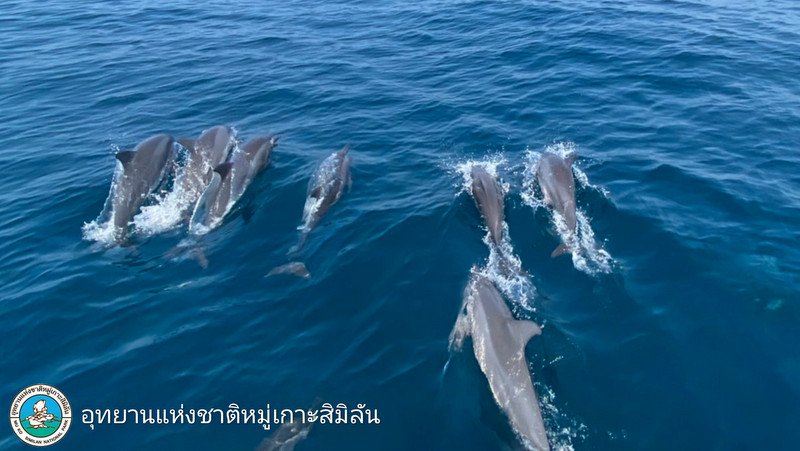 Стаю из сотни дельфинов заметили на Симиланах. Фото: Pui / DNP