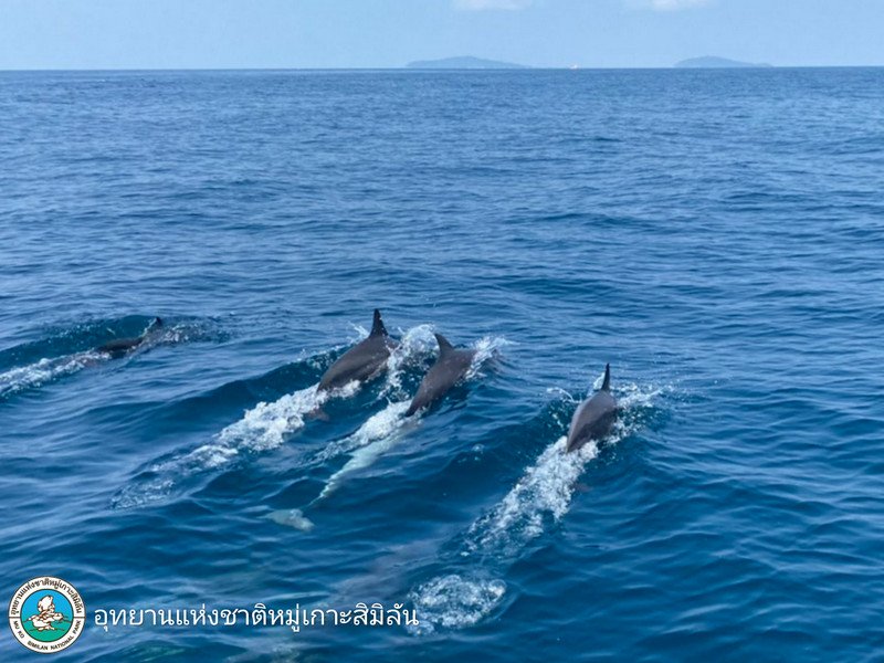 Стаю из сотни дельфинов заметили на Симиланах