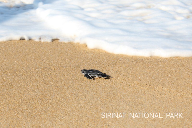 Из отложенных морской черепахой 94 яиц вылупились 25 черепашат. Фото: DNP / Нацпарк Sirinat