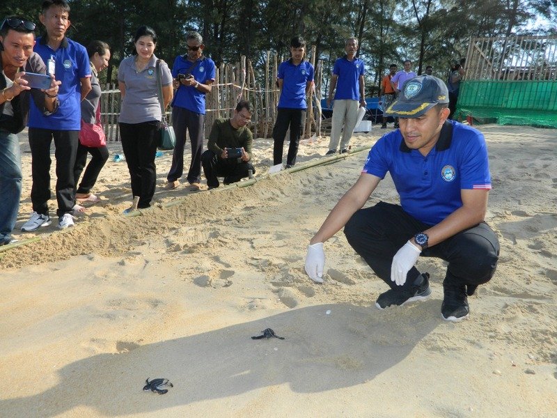 Из отложенных морской черепахой 94 яиц вылупились 25 черепашат. Фото: DNP / Нацпарк Sirinat