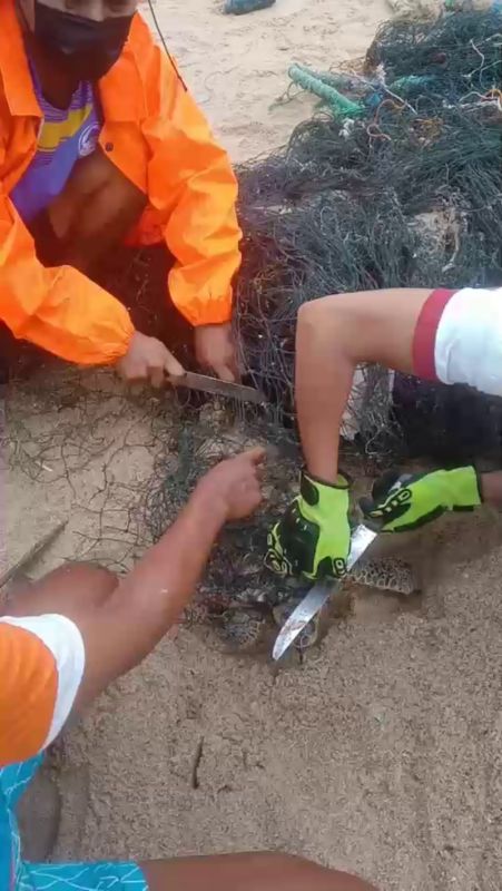 На Пхукете спасли запутавшуюся в сетях черепаху