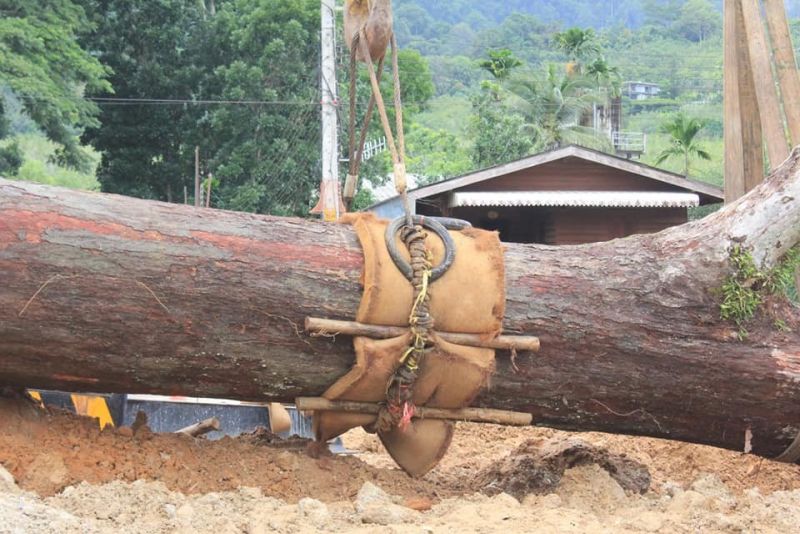 В Таланге пересадили 300-летнее дерево. Фото: Phuket PR Department