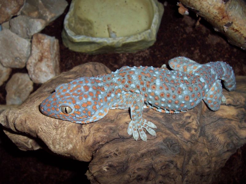 Геккон токи (туке) Gekko gecko. Фото: Robert Michniewicz