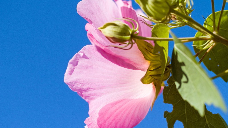 Hibiscus mutabilis. Фото: osanpo