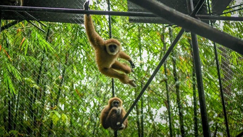 Семейство из пяти гиббонов переселили вглубь джунглей, и теперь им надо доставлять еду к вольеру. Фото: Gibbon Rehabilitation Project