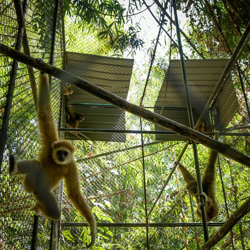 Семейство из пяти гиббонов переселили вглубь джунглей, и теперь им надо доставлять еду к вольеру. Фото: Gibbon Rehabilitation Project