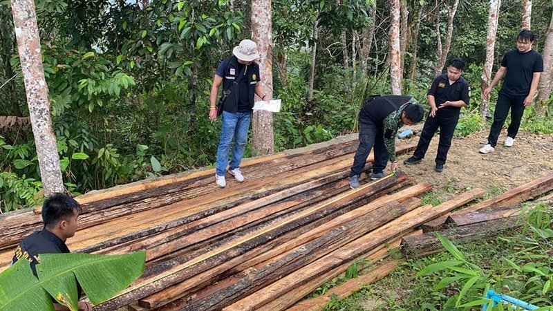 Нелегальную заготовку ценной древесины обнаружили в Калиме. Фото: PR Phuket