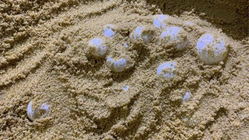 Морская черепаха отложила яйца на пляже Банг-Кван. Фото: DMCR