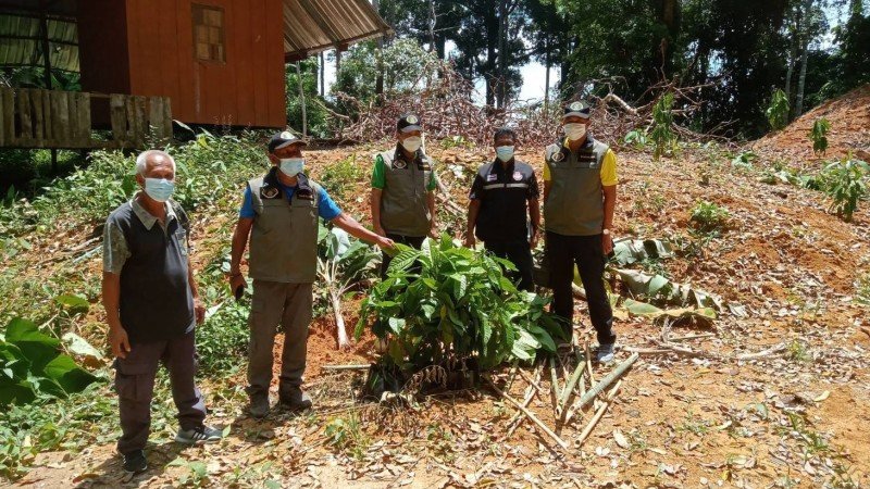 Нелегальную плантацию какао нашли в Кату. Фото: PR Phuket