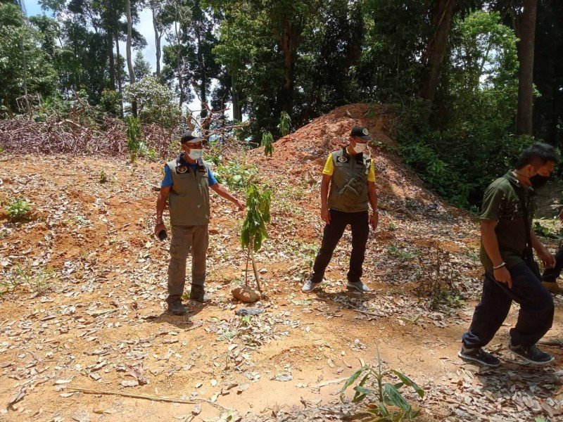 Нелегальную плантацию какао нашли в Кату. Фото: PR Phuket