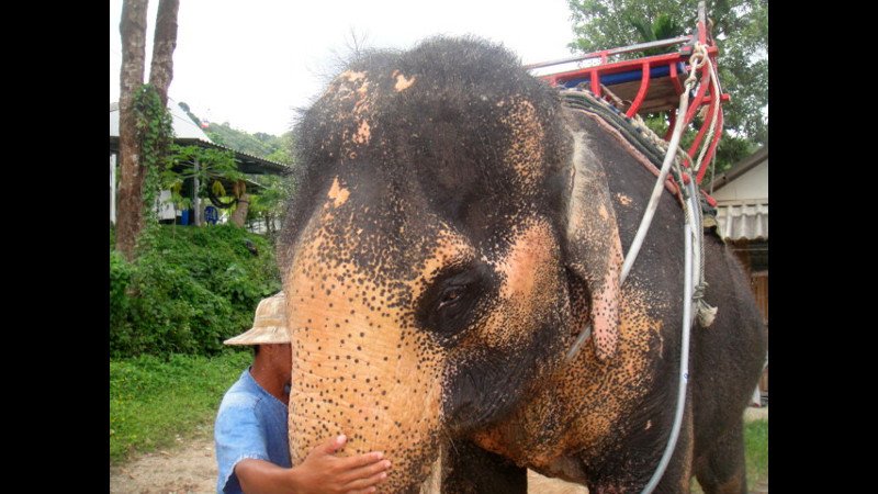 Украденную 18 лет назад и найденную на Пхукете слониху вернули хозяину