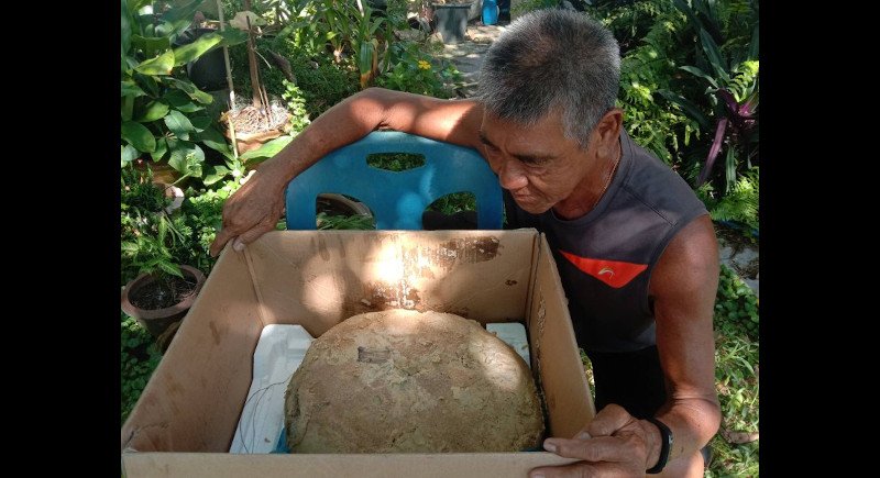 Житель Май-Кхао предположительно нашел амбру кашалота ценой в 30 млн бат