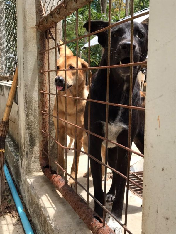 Фото: Phuket Stray Dog Shelter
