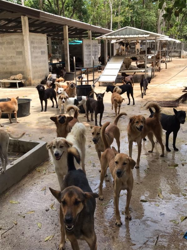 Фото: Phuket Stray Dog Shelter
