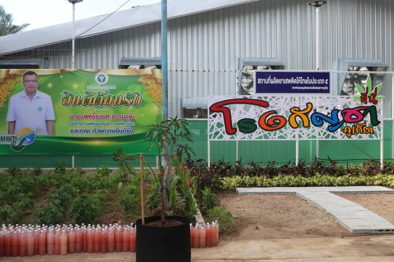 Пхукет намерен начать зарабатывать на медицинской конопле. Фото: PR Phuket
