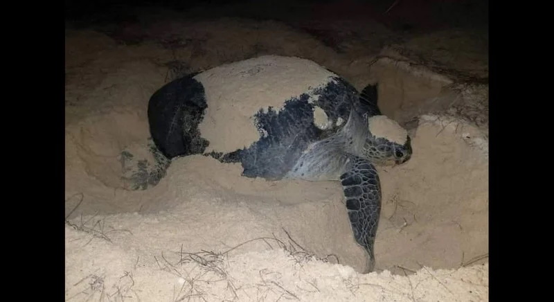 Черепаха отложила яйца на пляже в провинции Пханг-Нга.