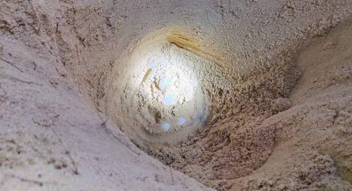 Черепаха отложила яйца на пляже в провинции Пханг-Нга.