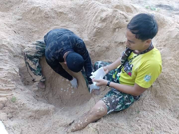 На пляже в провинции Пханг-Нга нашли новую кладку яиц морской черепахи. Фото: Иккапоп Тхонгтуб