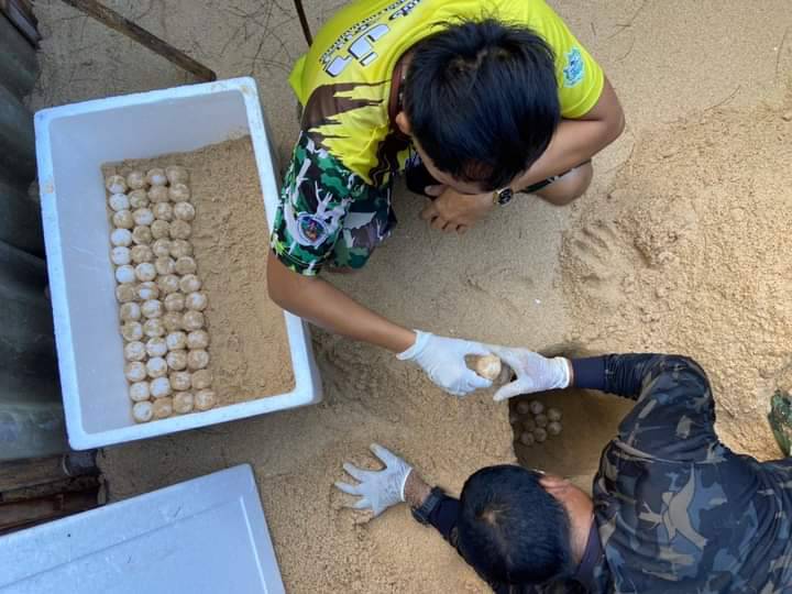 На пляже в провинции Пханг-Нга нашли новую кладку яиц морской черепахи. Фото: Иккапоп Тхонгтуб