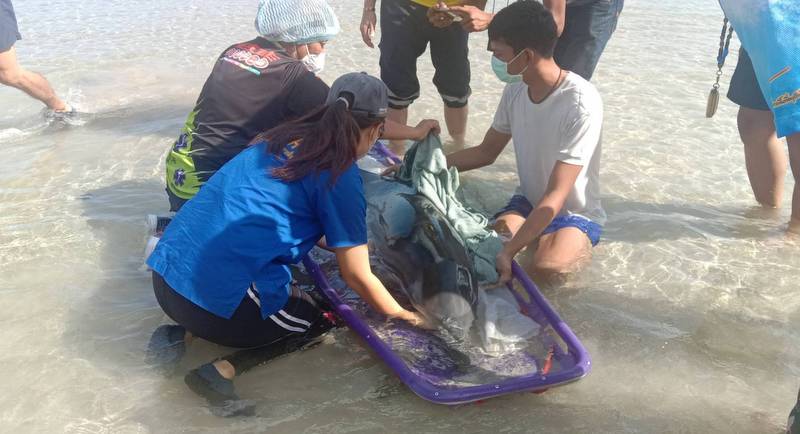 Раненого дельфина обнаружили на мелководье в Най-Янге. Фото: Иккапоп Тхонгтуб