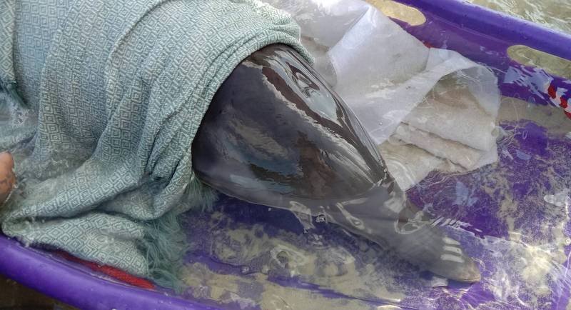 Раненого дельфина обнаружили на мелководье в Най-Янге. Фото: Иккапоп Тхонгтуб