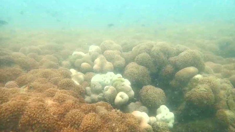 Специалисты оценили здоровье кораллов у побережья Пхукета