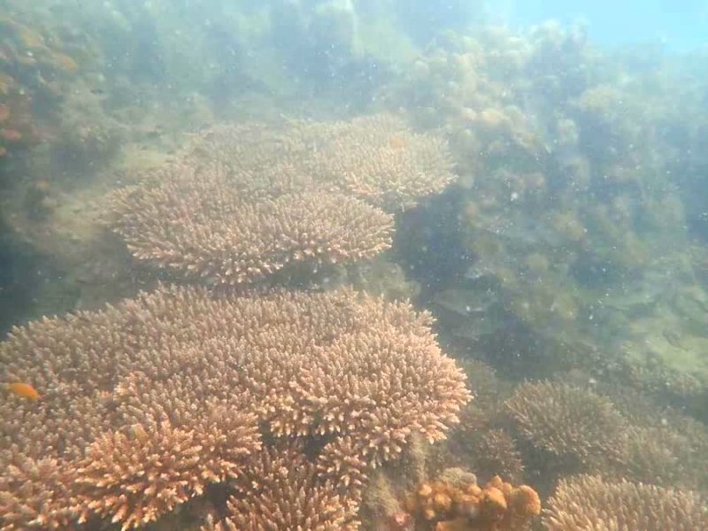 В ходе инспекции у побережья Пхукета были обнаружены бледно-белые кораллы, но это их естественный цвет, заявили в DMCR. Фото: DMCR