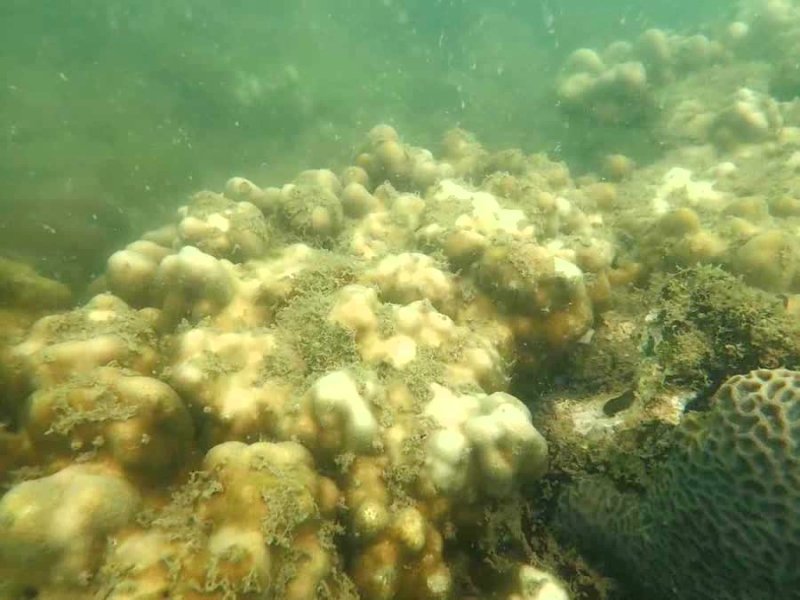 В ходе инспекции у побережья Пхукета были обнаружены бледно-белые кораллы, но это их естественный цвет, заявили в DMCR. Фото: DMCR