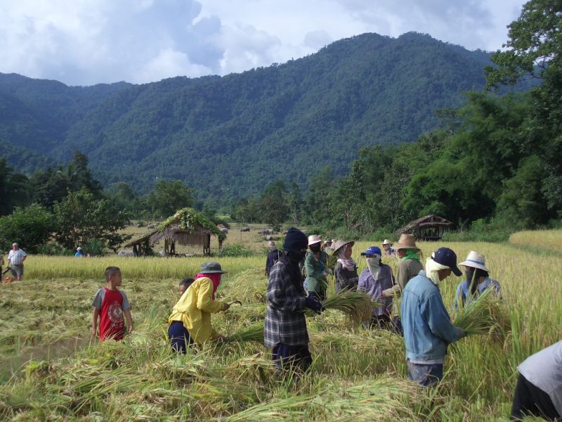 В сельскохозяйственных районах многие дети вынуждены работать наравне со взрослыми. Фото: Rryan Harvey / Flickr