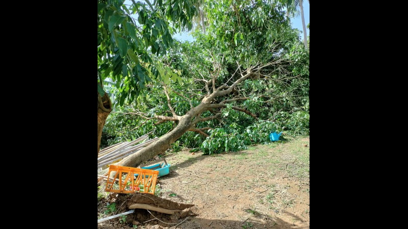Поваленные и поврежденные ветром деревья в Раваи в понедельник, 30 мая. Фото: Муниципалитет Раваи