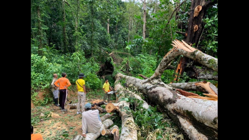 Огромное дерево, рухнувшее в джунглях Камалы. Фото: Муниципалитет Камалы