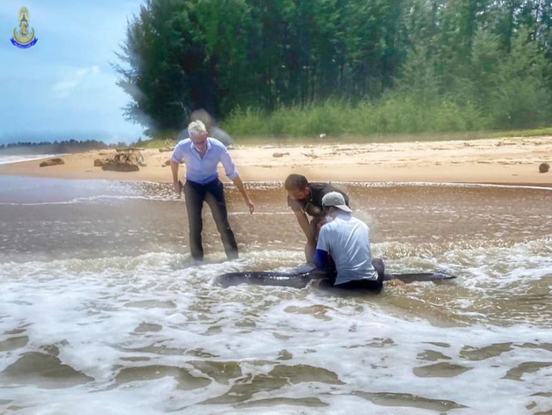 На пляже в провинции Пханг-Нга нашли дельфина, предположительно, выброшенного волнами на мелководье. Фото: Royal Thai Navy / Third Area Command