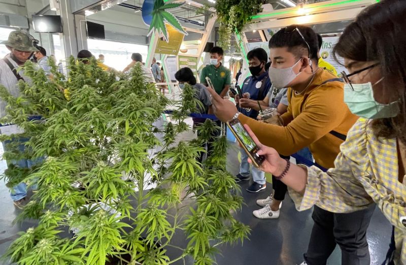 Как купить марихуану на пхукете марихуана пол растений