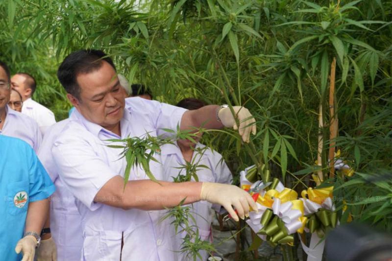 Глава Минздрава Анутин Чарнвиракун собирает первый урожай на новой ферме в Maejo University в Чианг-Мае. Фото Bangkok Post